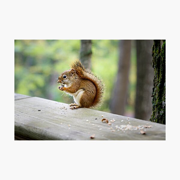 Item preview, Snacking designed and sold by YelloCoyote Photography.