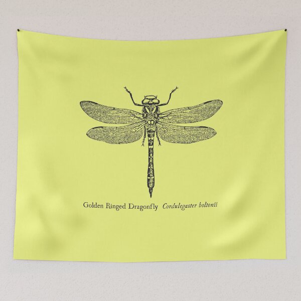 Item preview, Golden Ringed Dragonfly - Vintage Scientific Illustration designed and sold by coalfrog.