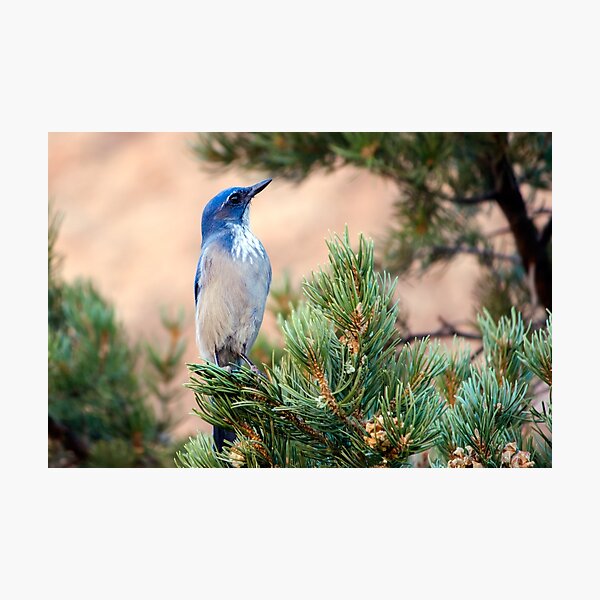 Item preview, Western Scrub Jay designed and sold by Nicholas Blackwell.