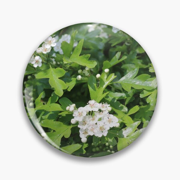 Item preview, Hawthorn blossoms in the urban garden designed and sold by wineandwords.