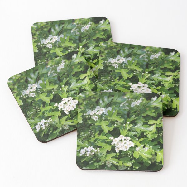 Item preview, Hawthorn blossoms in the urban garden designed and sold by wineandwords.