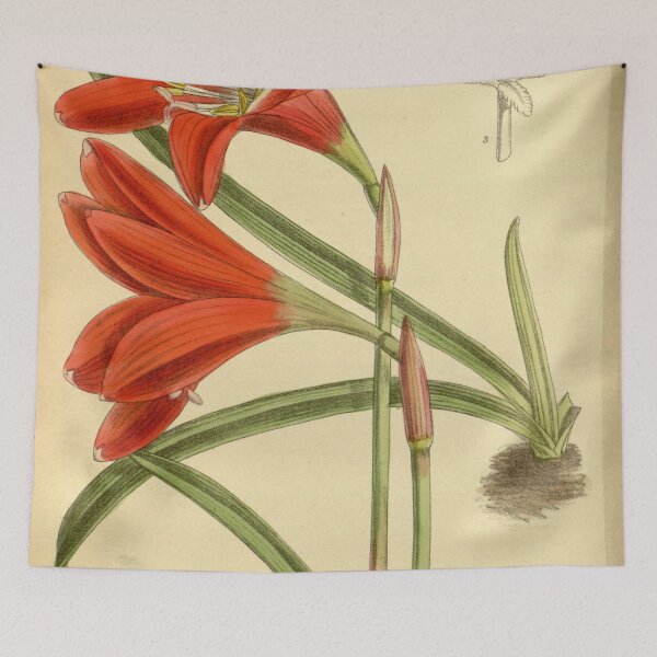 Item preview, Zephyranthes cardinalis 140.8553 designed and sold by EsotericBotanic.
