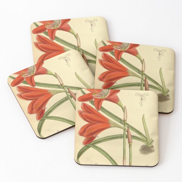 Item preview, Zephyranthes cardinalis 140.8553 designed and sold by EsotericBotanic.
