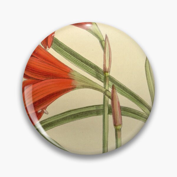 Item preview, Zephyranthes cardinalis 140.8553 designed and sold by EsotericBotanic.