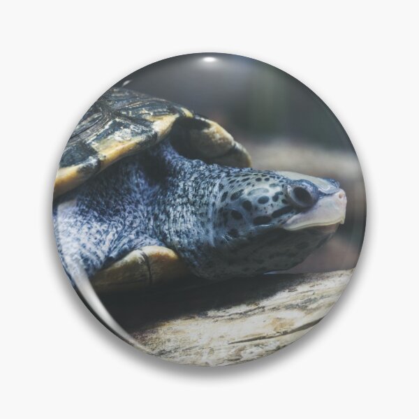 Item preview, Testudo the Turtle designed and sold by Alex Tonetti Photography.