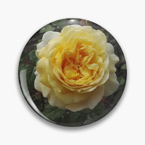 Item preview, Golden rose in a rose garden designed and sold by wineandwords.