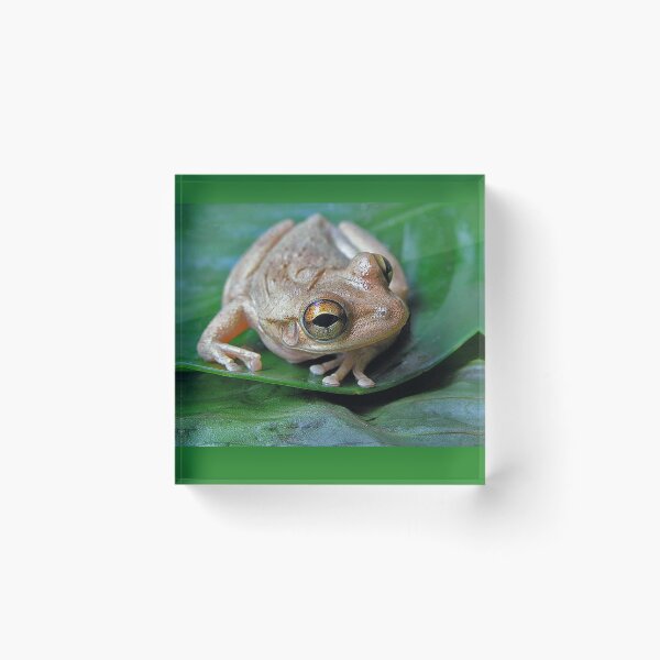 Item preview, Tree frog designed and sold by Joe Saladino.