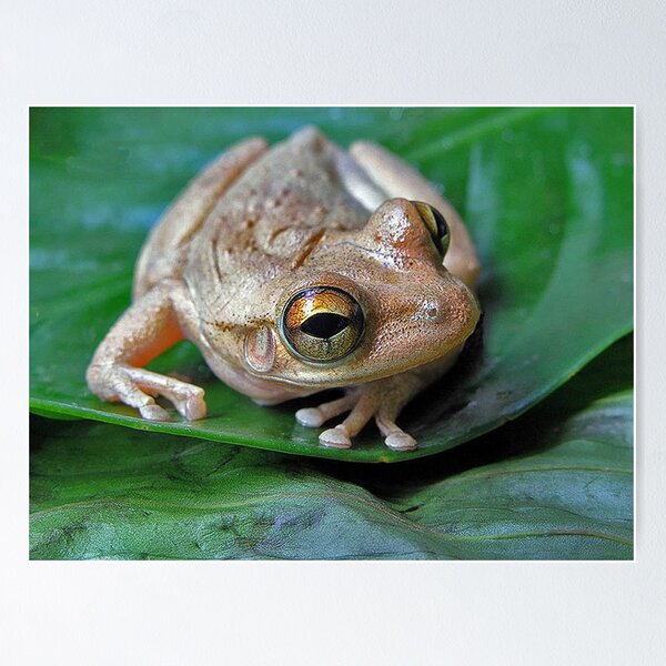 Item preview, Tree frog designed and sold by Joe Saladino.