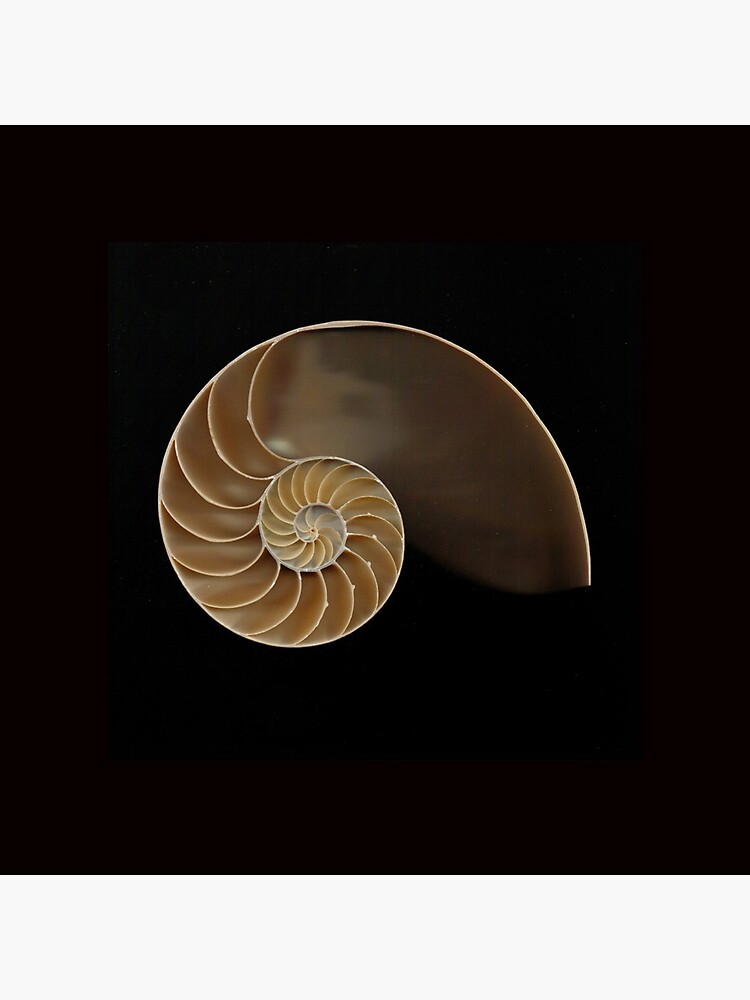 Chambered nautilus shell bisected&quot; Pin for Sale by Joe Saladino 
