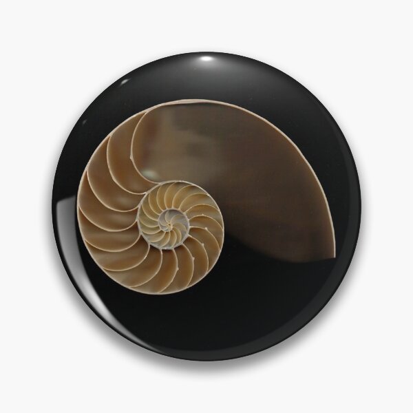 Item preview, Chambered nautilus shell bisected designed and sold by Joe Saladino.