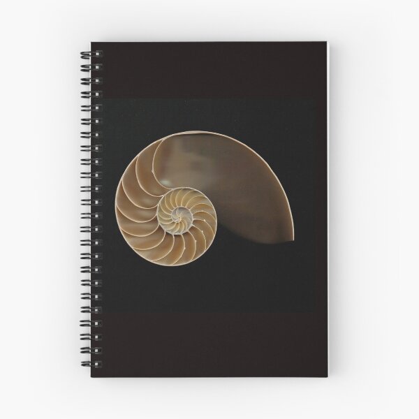 Item preview, Chambered nautilus shell bisected designed and sold by Joe Saladino.