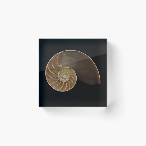 Item preview, Chambered nautilus shell bisected designed and sold by Joe Saladino.