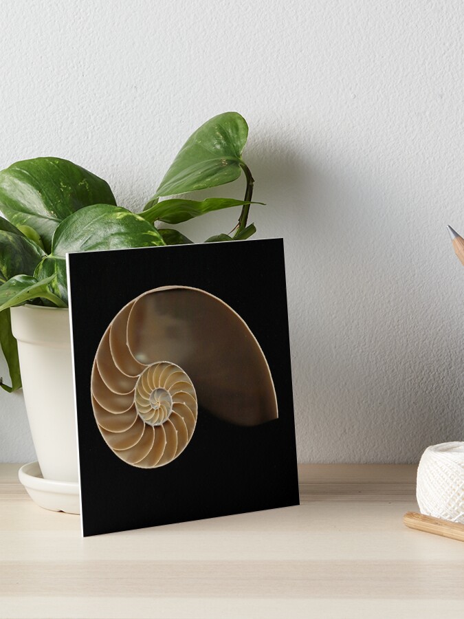 Chambered nautilus shell bisected&quot; Art Board Print for Sale by Joe 