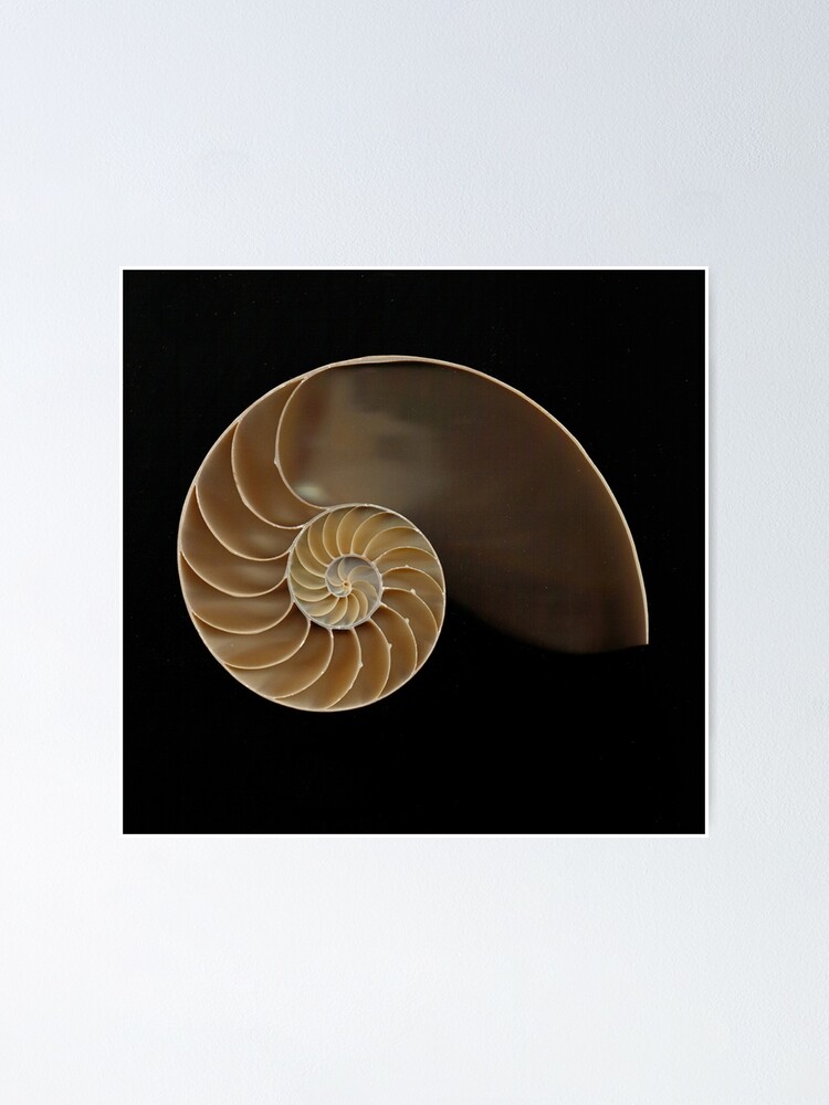 Chambered Nautilus Shell Bisected Poster By Joesaladino Redbubble