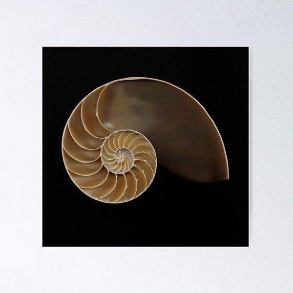 Free: Seashell Mollusc shell Royal Dutch Shell Mermaid Desktop
