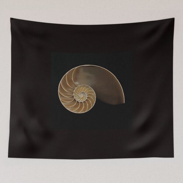 Item preview, Chambered nautilus shell bisected designed and sold by Joe Saladino.