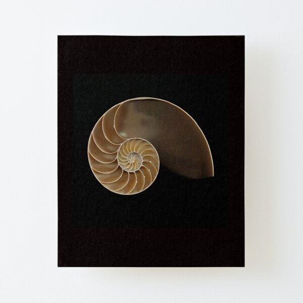 Nautilus Shell Wall Art Redbubble