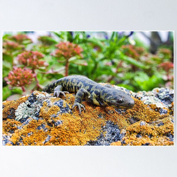 Item preview, Tiger Salamander designed and sold by colorfulbundles.