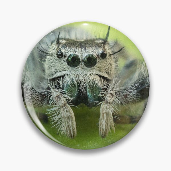 Artikelvorschau, Springende Spinne entworfen und verkauft von Joe Saladino.