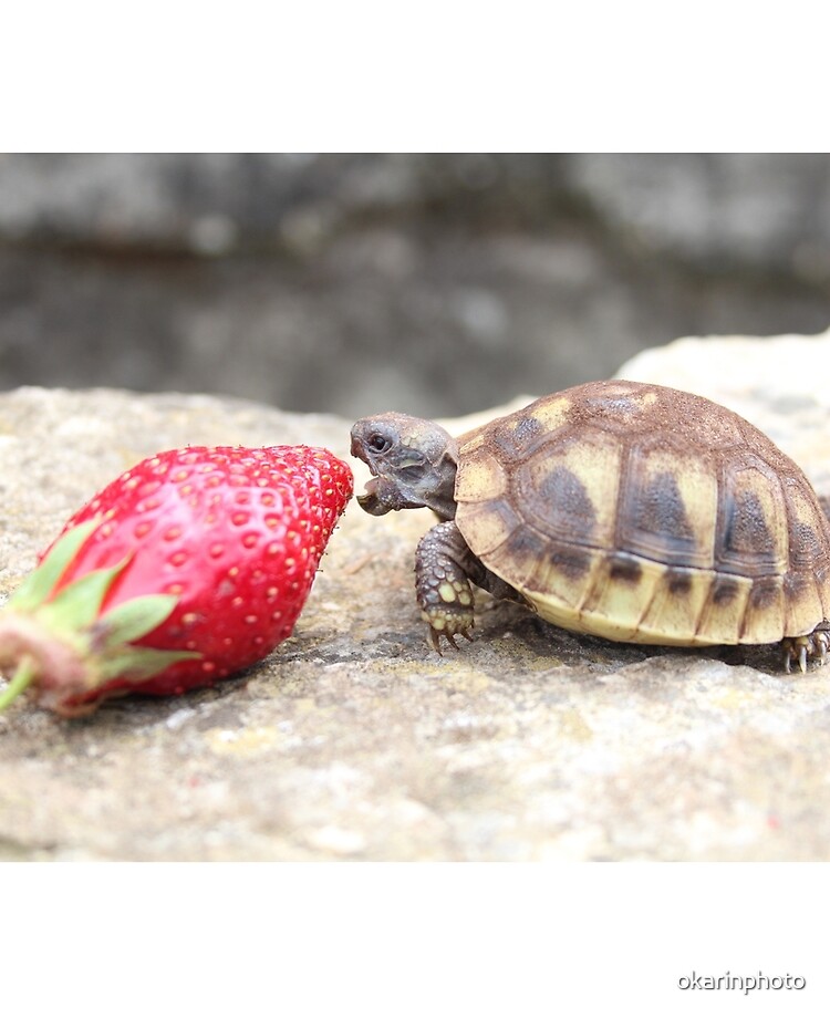 Photograph Of A Baby Turtle Eating A Strawberry Ipad Case Skin By Okarinphoto Redbubble