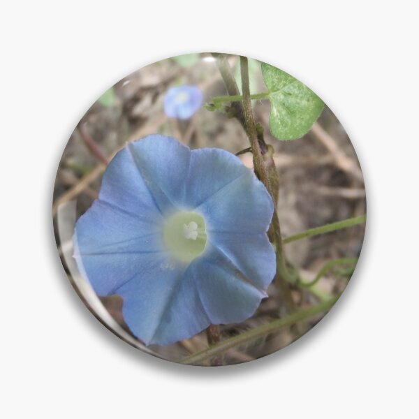 Item preview, Light blue morning glory bloom designed and sold by VondasCreations.