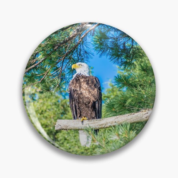 Item preview, Bird of Prey designed and sold by Alex Tonetti Photography.