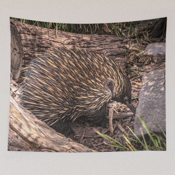 Item preview, The Intrepid Echidna designed and sold by Steven Jodoin.