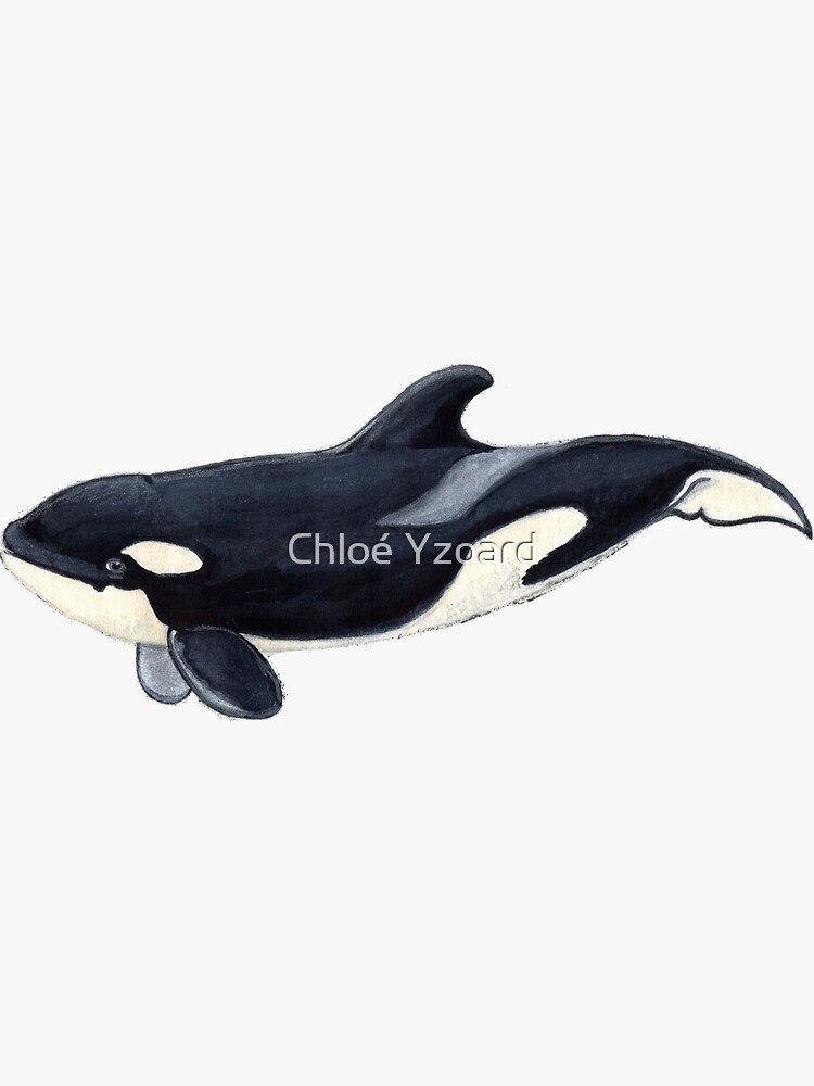 Orca killer whale Water Bottle by Chloe Yzoard