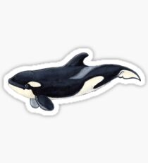 Baby orca Sticker