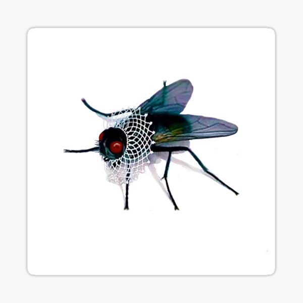A Fortuitous Fly in a Lace Collar Sticker