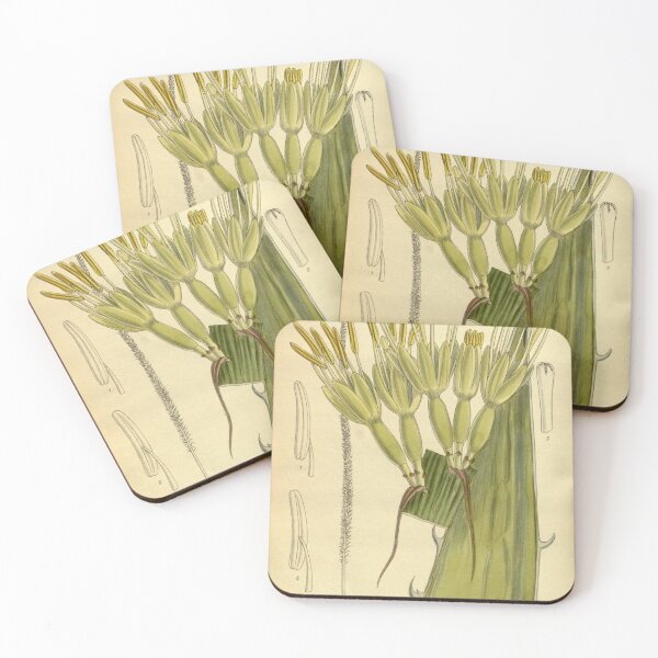 Item preview, Agave haynaldii 139 8481 designed and sold by EsotericBotanic.