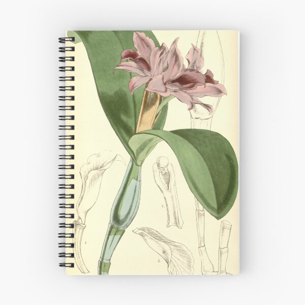 Item preview, Guarianthe patinii (as Cattleya skinneri var. parviflora) Curtis' 82 (Ser. 3 no. 12) pl. 4916 (1856) designed and sold by EsotericBotanic.