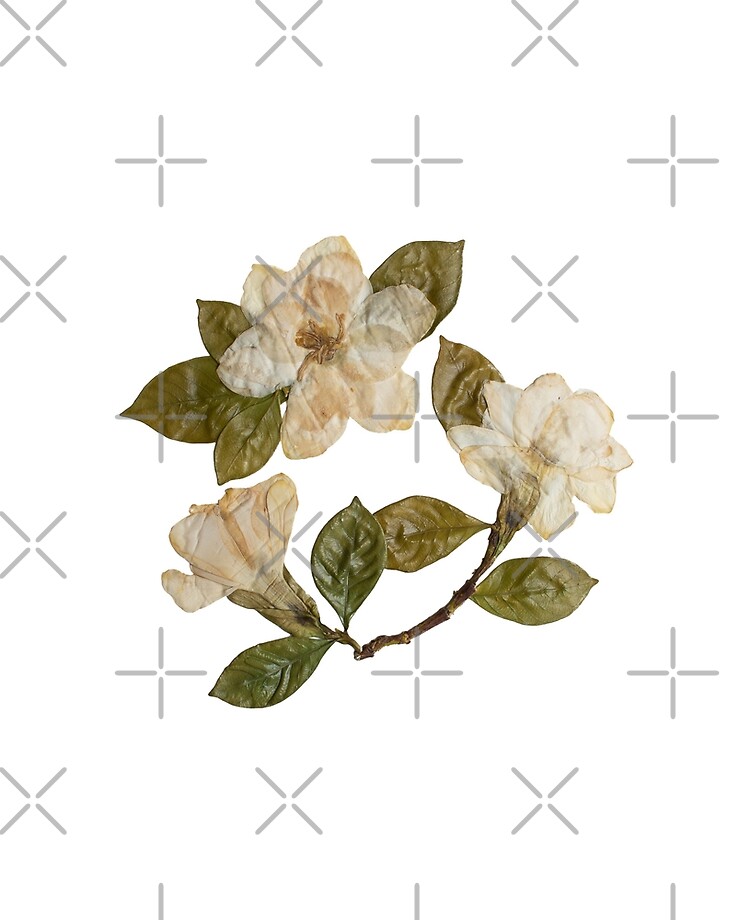 Funda y vinilo para iPad «Gardenias prensadas, flores de gardenia y arte de  gardenia» de PressedbyHNL | Redbubble
