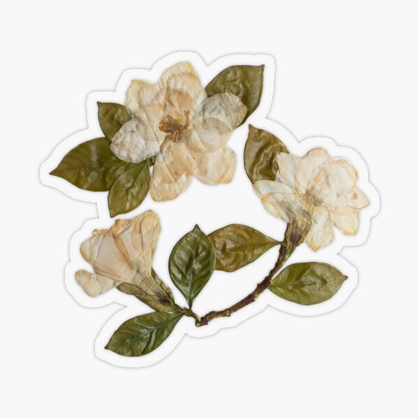 pressed flowers Sticker for Sale by vivienne G