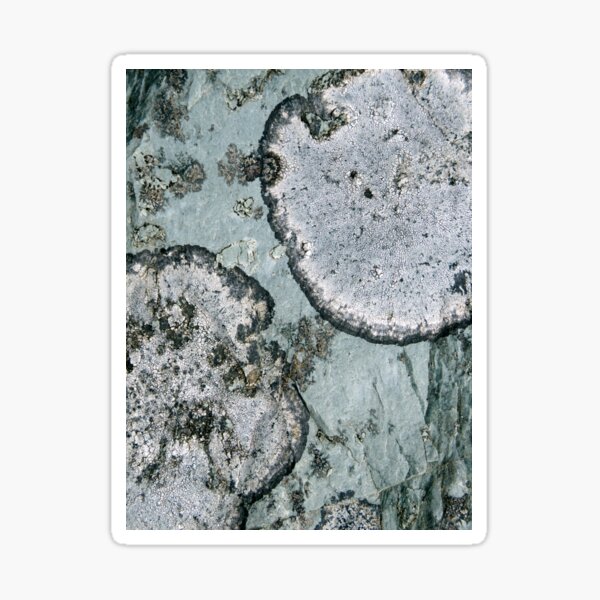 lichen Sticker