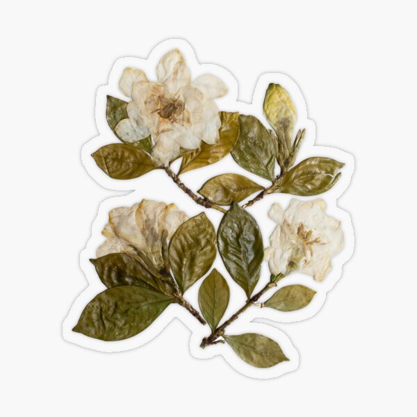 Pressed Flower Stickers  Indigo Bouquet - Antiquaria