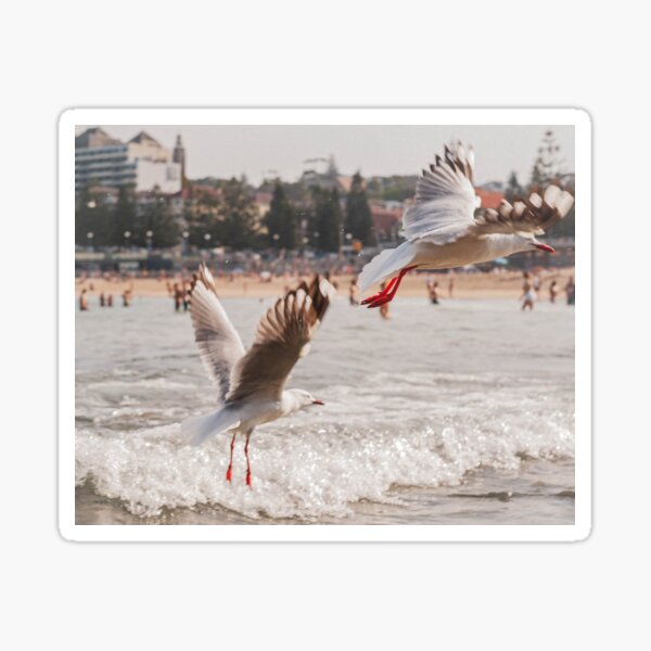 The Seagulls of Coogee Beach Sticker