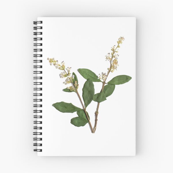 Item preview, Pressed White Wildflowers, Pressed Flowers, Wild Flower Art designed and sold by PressedbyHNL.