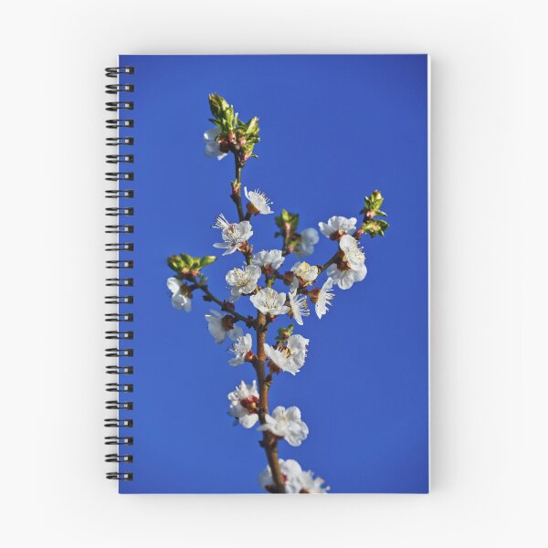 Aperçu de l'œuvre fleurs de pêcher en pleine floraison créée et vendue par SamCapture.