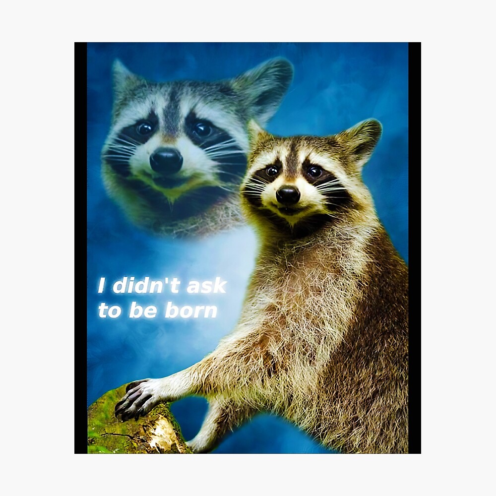 I Didn T Ask To Be Born Raccoon Poster By Keithyjake Redbubble