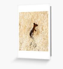ground squirrel Greeting Card