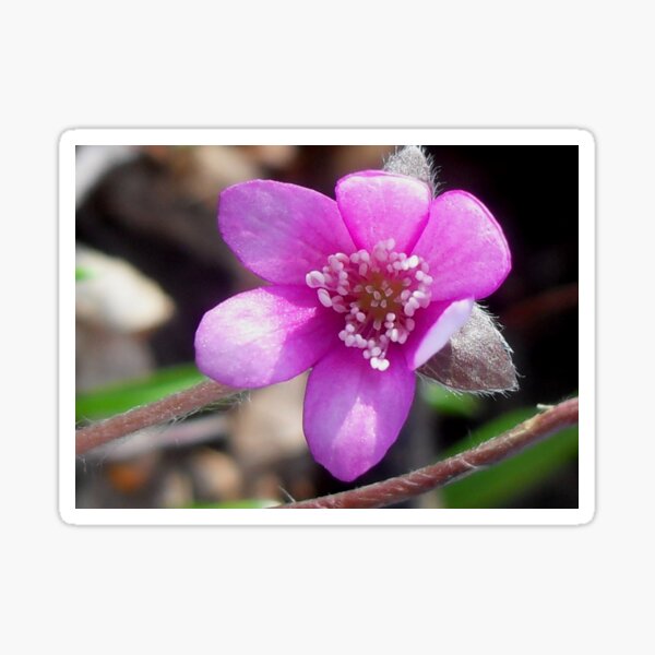 First Hepatica of the season Sticker
