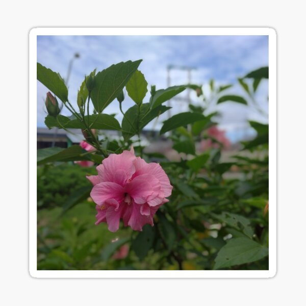 Chinese Hibiscus Stickers Redbubble