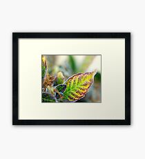 Lemon OG Leaf Framed Print
