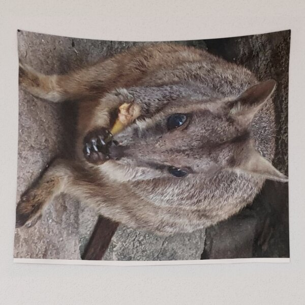 Item preview, Rock Wallabies of Nelly Bay designed and sold by MickAndoDesigns.