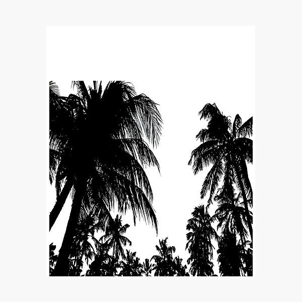 Palm tree Photographic Print