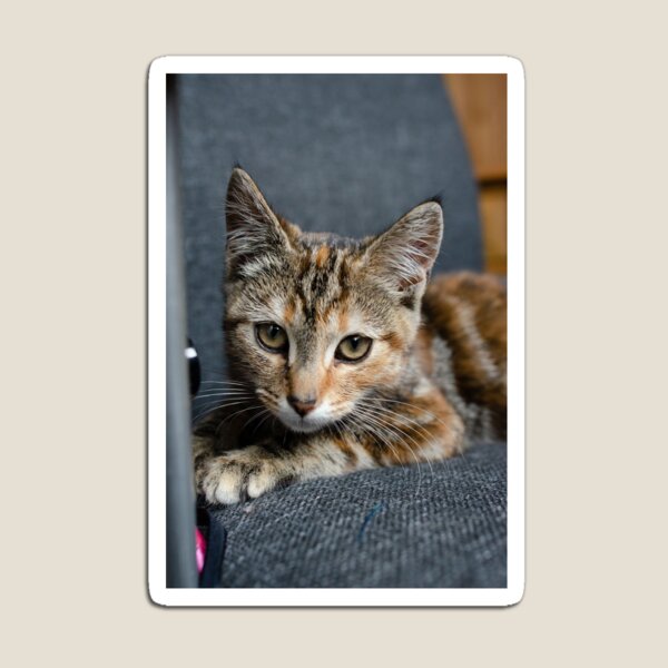 Item preview, Multi coloured kitten. designed and sold by sandyprints.