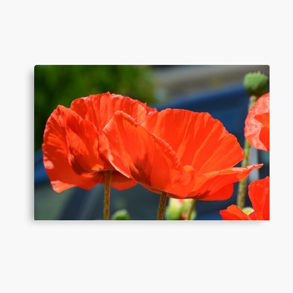 Item preview, Red poppy heads designed and sold by chris148.