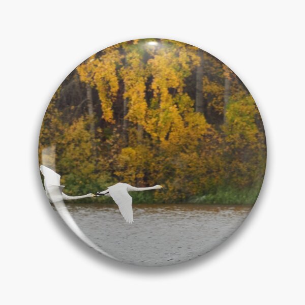 Item preview, When the leaves turn yellow. Whooper swan designed and sold by Jouko Lehto Photography.