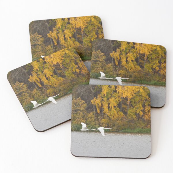 Item preview, When the leaves turn yellow. Whooper swan designed and sold by Jouko Lehto Photography.